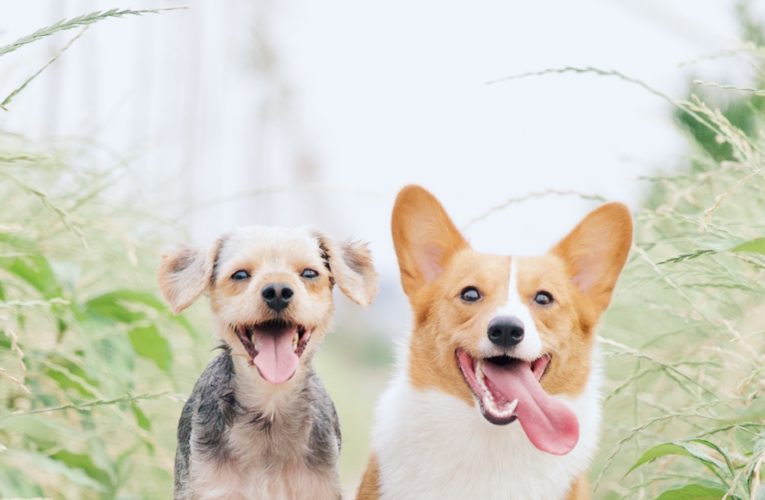 Preventing Home Dog Fights in Pflugerville